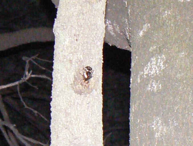 シラカシ_上の細い幹_シラホシハナムグリ_2021年6月28日20時30分頃 気温25度